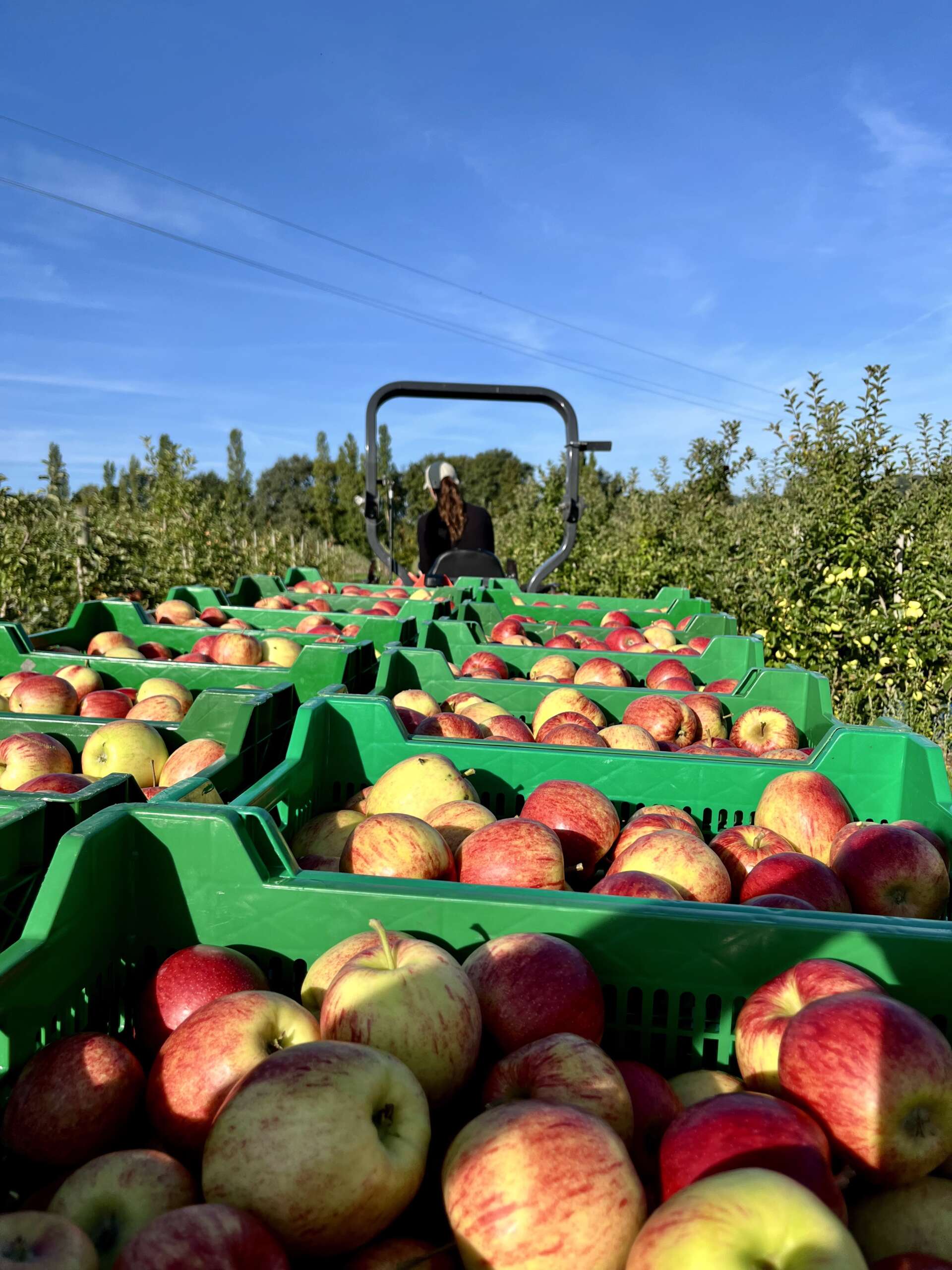 Apfelernte auf den Moriss Obstplantagen